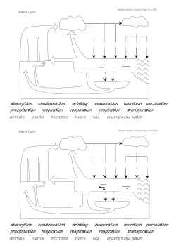 absorption condensation drinking evaporation excretion percolation