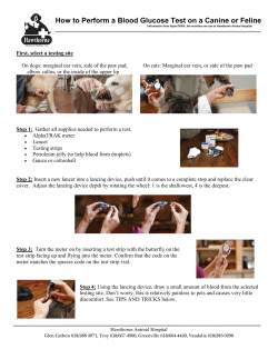 How to Perform a Blood Glucose Test on a Canine or Feline