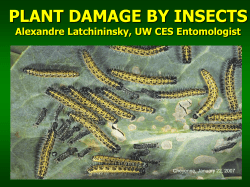 Plant Damage by Insects