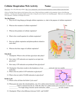 Cellular Respiration Web Activity Name