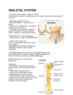 SKELETAL SYSTEM.doc - Birmingham City Schools