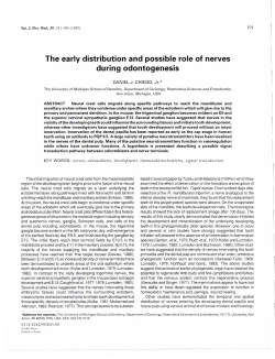 The early distribution and possible role of nerves during