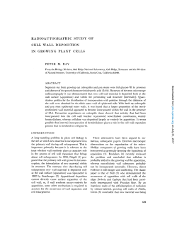 radioautographic study of cell wall deposition in growing plant cells
