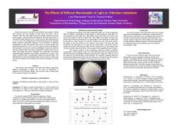 The Effects of Different Wavelengths of Light on Tribolium - K-REx
