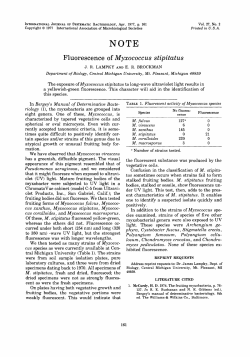 Fluorescence of Myxococcus stipitatus