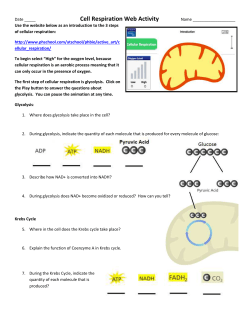 Cell Respiration Web Activity