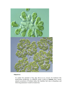Objectives: To exploit the potential of the alga Botryococcus braunii