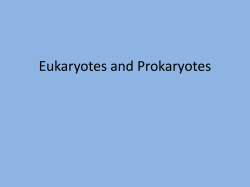 Eukaryotes and Prokaryotes