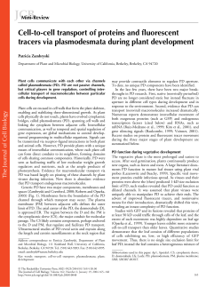 Cell-to-cell transport of proteins and fluorescent