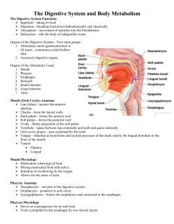 The Digestive System and Body Metabolism
