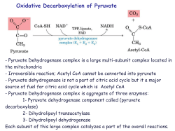 11 Ciric Acid Cycle