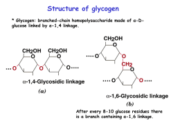 free glucose Degradation of Glycogen