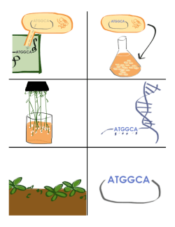 Insert the DNA into a plasmid.