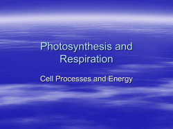 Photosynthesis and Respiration