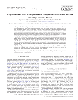 Casparian bands occur in the periderm of Pelargonium hortorum