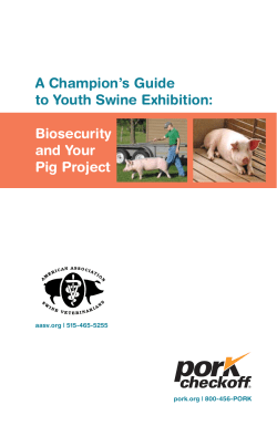 A Champion`s Guide to Youth Swine Exhibition