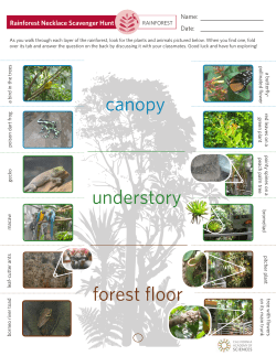canopy understory forest fioor