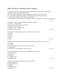 Plant Structure Multiple Choice Review