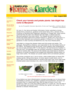 Check your tomato and potato plants