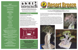 Creating Bonsai with Desert