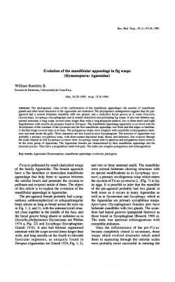 Evolution of tbe mandibular appendage in fig wasps