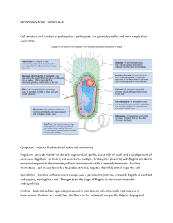 Microbiology Notes Chapters 4,5,6 &ndash; FOR MIDTERM