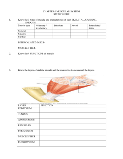 chapter 6 muscular system