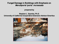 Meruliporia `poria` incrassata