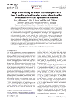 High sensitivity to short wavelengths in a lizard and