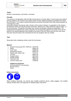 Study plant cells undergoing mitosis under the microscope.