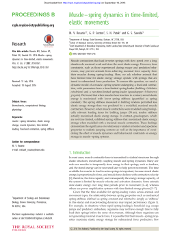 Muscle–spring dynamics in time