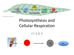 Photosynthesis and Cellular Respiration