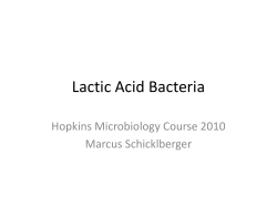 Lactic Acid Bacteria