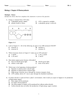 Biology: Chapter 8 Photosynthesis