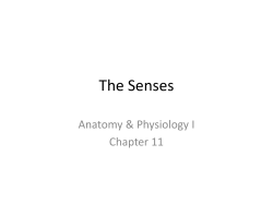 The Special Senses