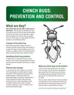 CHINCH BUGS: PREVENTION AND CONTROL