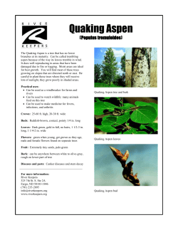 American Cranberrybush