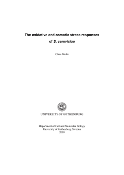 The oxidative and osmotic stress responses of S. cerevisiae