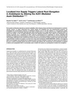Localized Iron Supply Triggers Lateral Root Elongation