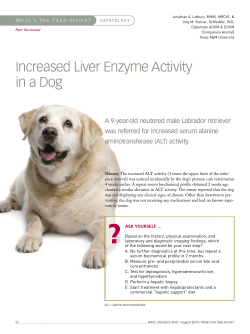 Increased Liver Enzyme Activity in a Dog