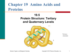 Amino Acids, Proteins, and Enzymes