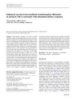 Enhanced Agrobacterium-mediated transformation efficiencies in