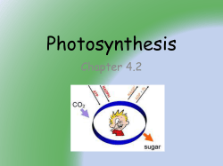 Photosynthesis