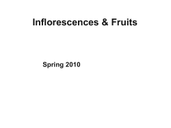 Systematic Implications of DNA variation in subfamily Opuntioideae