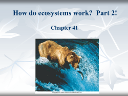 How do ecosystems work? Part 2!