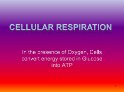 Chapter 6: How Cells Harvest Chemical Energy