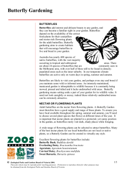 Butterfly Gardening