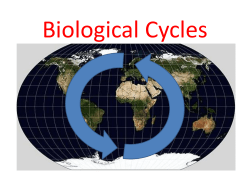 Oxygen Cycle