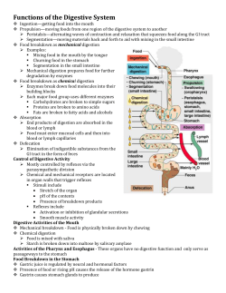 Functions of the Digestive System