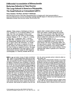 Differential Accumulation of Ribonucleotide Reductase Subunits in